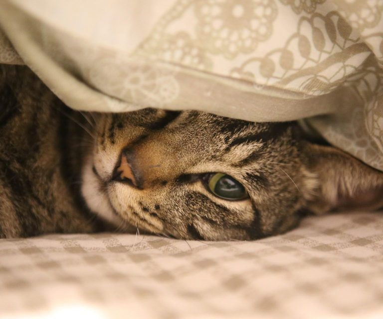 Katzensitter